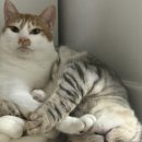 포제이 이미지
