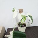 청마 | [식린이] 반년간의 식물질 후기+나트랑 청마카페후기있음.