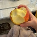 레몬비 부산범표어묵점 | 맘편한 KTX 임신 30주차 말기 태교여행 숙소 부산 광안리 켄트호텔