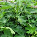 장문농장 이미지