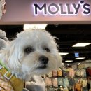 몰리스펫샵 이마트광교점 이미지