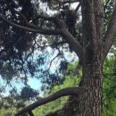 로얄피시 이미지