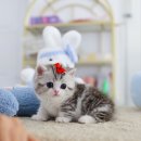 고양이샵 | 용인고양이분양후기 신중히 결정한 애견샵 고사남~!!