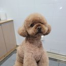 멍멍아 또 와 이미지