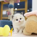 수원고양이분양 고사남 본점 이미지