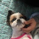 광주다온동물병원 이미지