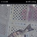 활어바다친구 이미지