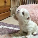 하울링