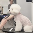 교대동물병원 | 동물병원코디네이터 자격증 취득 후 근무 후기 꿀팁 방출