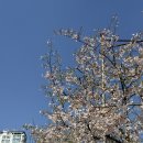 아인슈타인프라자 | 동탄셀프사진관 추천 예뻐서,봄60분 촬영 꿀팁 + 브라운 필터 후기