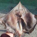 남도장터 들어가봤는데 이미지