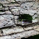 장수하늘소 이미지