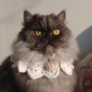 카라말티즈 이미지