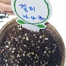 🌿용건이네🌿 식목일 🌿상추심기🌿 이미지