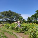 고성장수물 | 신랑과 함께 제주 항파두리 항몽유적지 일대를 사계절 꽃밭여행 고려 역사여행 제주도 항파두리 항몽...