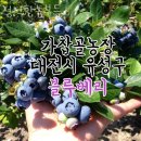 계룡농장 | 블루베리체험 정직한농부들 강원도가볼만한곳 블루베리체험농장 위치 예약 후기