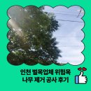 나무 | 인천 벌목업체 위험목 나무 제거 공사 후기