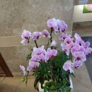 한탄리버스파호텔 이미지