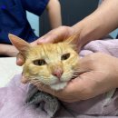 24시 청담우리 동물병원 이미지