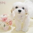하얀강아지 이미지