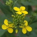 유채약국 이미지