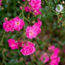 성호공원_식물원주변 이미지