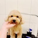 본애견미용실 이미지