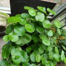 금산분재펜션 이미지