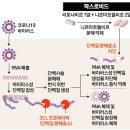 바른손약국 | 경기도 안성시 먹는 코로나 치료제(팍스로비드/라게브리오) 처방 약국 위치 및 연락처