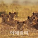 조우디자인 이미지