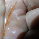 LARVA STAGE 이미지