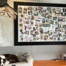 행복하개키울고양 이미지