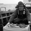 완도17호 이미지