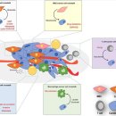 Re: Nutritional Exchanges Within Tumor Microenvironment: Impact for Cancer 이미지