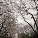 시즌모먼트 | 대흥 경의선숲길 벚꽃뷰 카페 디어모먼트 벚꽃시즌 예약 방문 후기