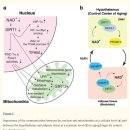 Re: NAD+ and sirtuins in aging/longevity control 이미지