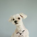 쿨 애견미용 이미지