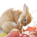 하나동물종합병원 이미지