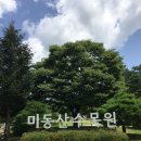 중앙소리방 | 여름이었다...⛤⛧ 청주 여행 미동산 수목원, 웰빙 황토골 펜션 물소리방 (Feat. 나 혼자 산다 왜 거기서...