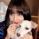 러블리 강아지 이미지