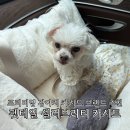 중앙카시트 | 차량용 반려동물 강아지카시트 추천 펫테일 셀러브리티 카시트 L 사이즈 사용 후기