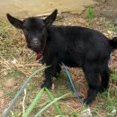 아기염소 이미지