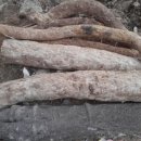 정성건강원 이미지