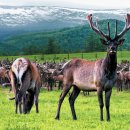 자연사슴농장 이미지