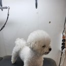 광릉내 애견 이미지