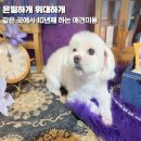 개미용중 | 세류동애견미용 한곳에서만 10년째 은밀하개위대하개 위생미용 상세후기