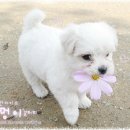 팔구농장 이미지