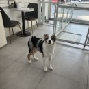 멍멍하개 이미지