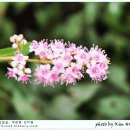 평창들꽃 이미지