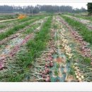 광염농장 이미지